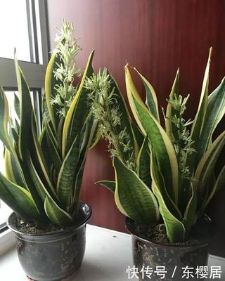 厨房适合放虎皮兰