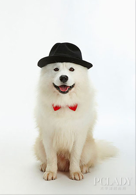 萨摩耶妹妹幼犬