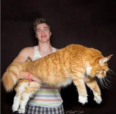猫最重多少斤