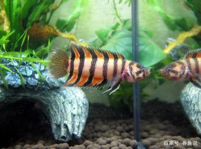 animal crossing <strong><mark>arowana</mark></strong>Green chrysanthemum started to blacken