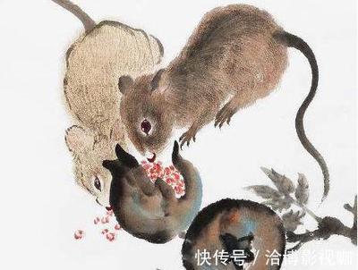 属鼠的和属蛇的相克吗