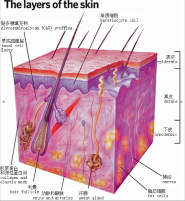 骨胶原蛋清毛孔怎么用