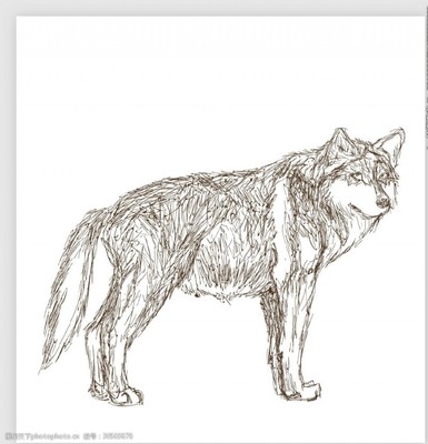 动物素描狼怎么画