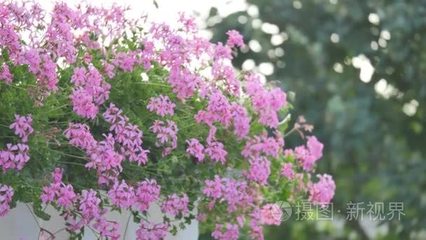 给兔子喂多少氟苯尼考