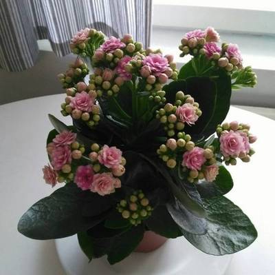 卧室适合放什么鲜花