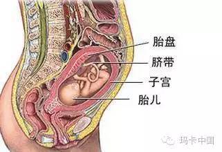 胎儿与胎盘的位置图片