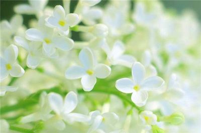 孕妇梦见白花