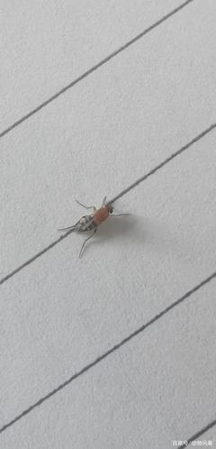 冰箱里的小飞虫哪来的