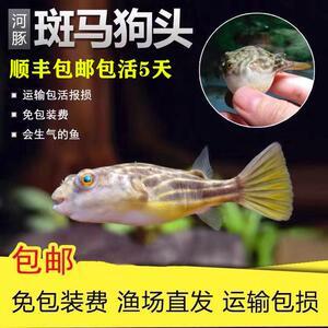 <strong><mark>arowana</mark></strong> animal crossingDragon Student