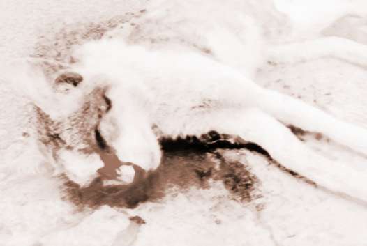 做梦梦到死猫