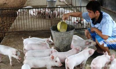 养猪技术多少钱