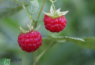 孕妇能吃树莓吗
