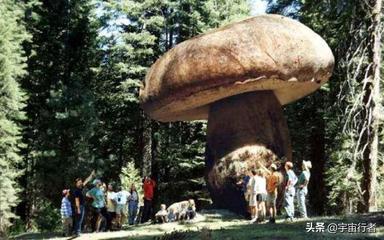 世界上最大的蘑菇有多大