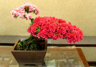 兰花对孕妇有影响吗