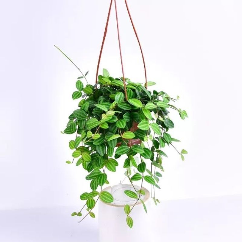 室内垂吊植物
