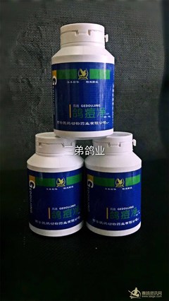 鸽子长痘怎么治疗