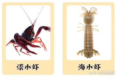 几个月吃虾