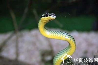 属蛇的和属狗的相冲吗