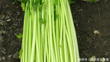 怀孕能吃芹菜