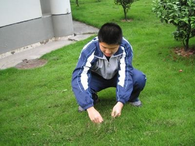 梦见自己拔草
