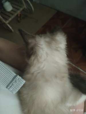 怀孕可以抱猫吗