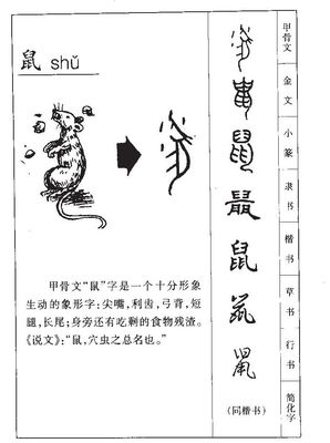 老鼠五行属什么