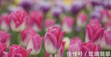 百感交集是什么生肖