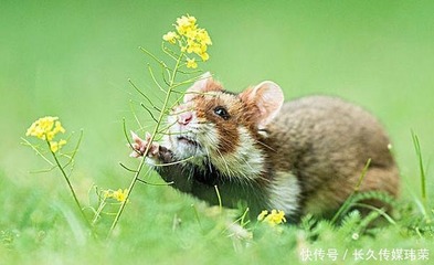 属鼠四月