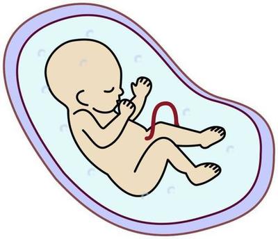 试管婴儿移植胚胎受精后多少天