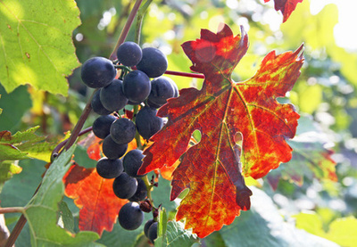 秋天吃葡萄的功效与作用