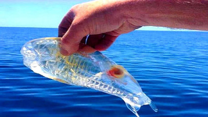 透明鱼多少钱