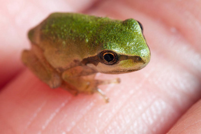 一只青蛙的手有几根手指