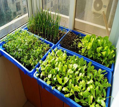 阳台种菜用什么肥料