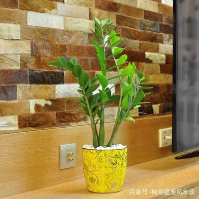 属鼠养什么植物旺财