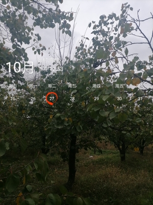 果树保险赔偿标准
