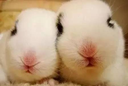 怀孕了可以吃兔肉吗