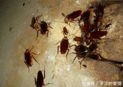 厨房发现两只蟑螂
