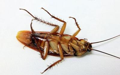 蟑螂最怕的是什么东西