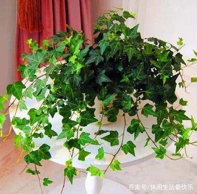 房间里放什么植物可以净化空气