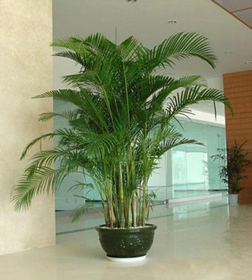 五行缺木养什么植物