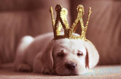 属狗的今年多大2019