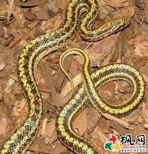 孕妇梦见好多蛇是什么意思