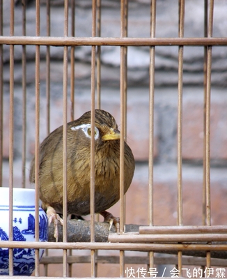 怎么和小鸟培养感情