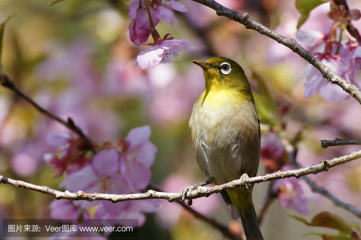 春天苏醒的小动物图片