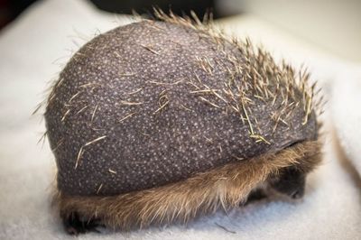 刺猬性格