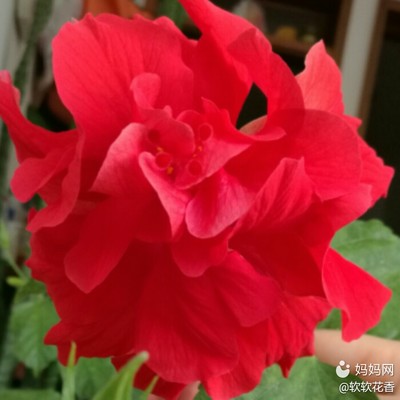 现在怀孕8周几月份生