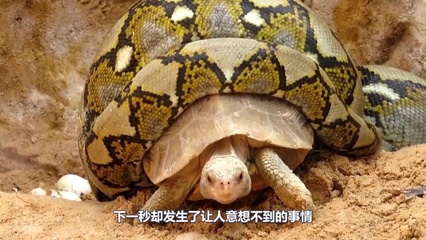 做梦梦到两只乌龟