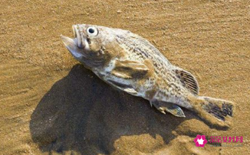 孕妇梦见河里好多鱼