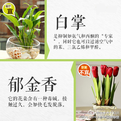 兰花对孕妇有影响吗