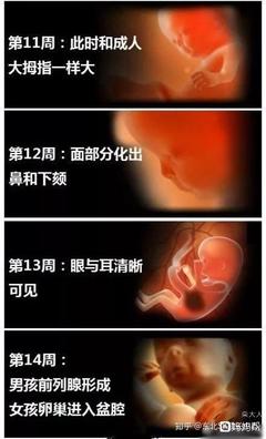 胚胎和胎儿